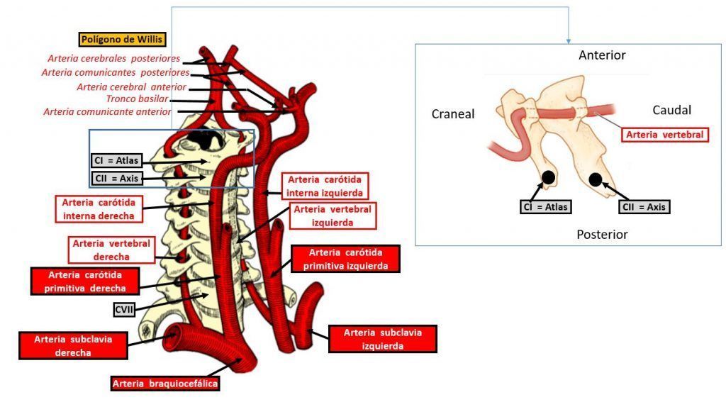 Segmentos Da Arteria Vertebral Vertebral Artery Segments segmentos-da-arteria-vertebral-vertebral-artery-segments
